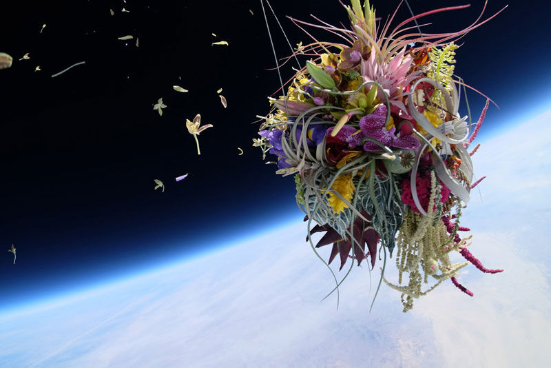 Lanzaron plantas y flores al espacio… quieres saber qué pasó? Aquí te lo mostramos!