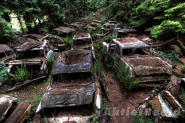 Un bosque atrapó hace 70 años un embotellamiento, quieres saber cómo se ve ahora? Mira estas fotos!