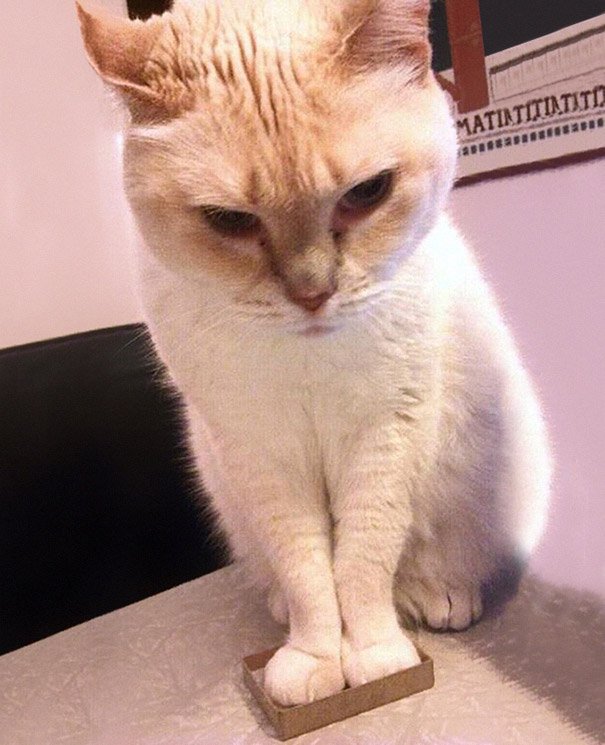 CATS11