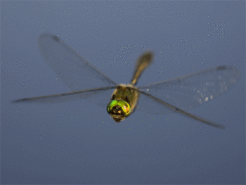 Las libélulas poseen penes en forma de pala, para que puedan sacarle el esperma a sus rivales…