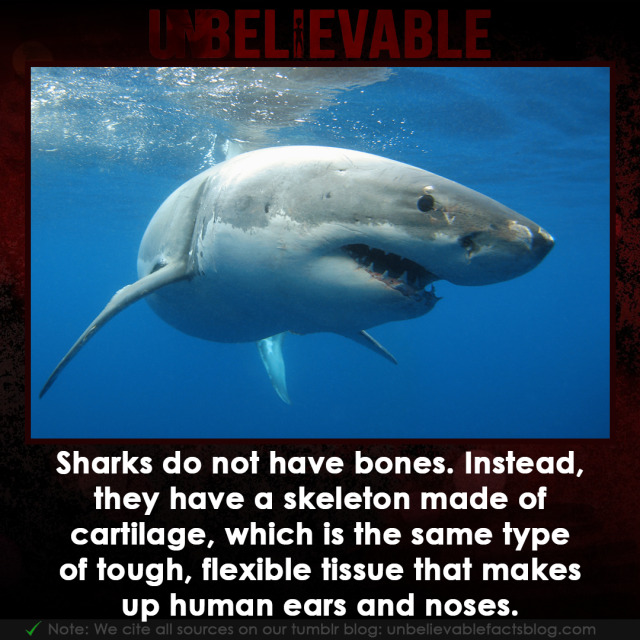 Los tiburones no tienen huesos. En cambio, tienen un esqueleto hecho de …