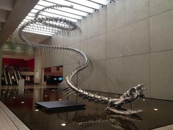 titanoboa