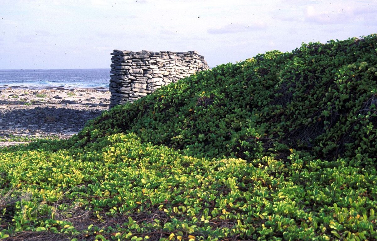 Starbuck Island apareció en Google Earth y algunos pensaron que era una roca o una estructura y otros preguntaron qué hay en Starbuck Island.