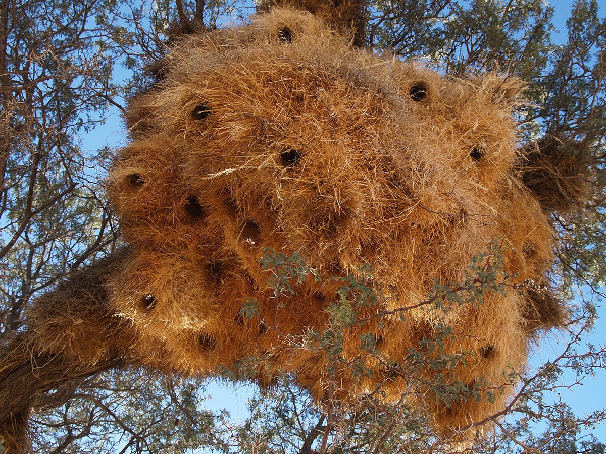 Un anuncio que mostraba un enorme nido de pájaros tejedores en un poste de teléfono o líneas eléctricas afirmaba mostrar una fotografía de un dron que captura una foto que se supone que no debemos ver.
