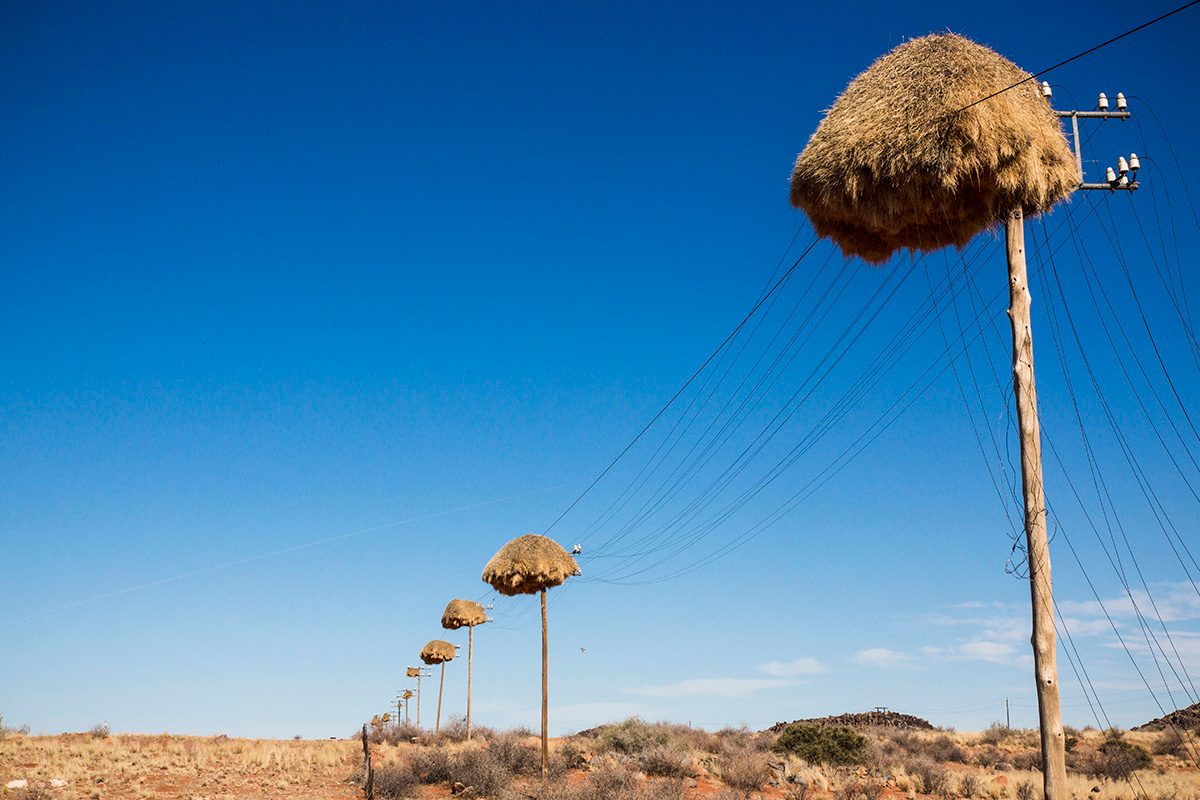 Un anuncio que mostraba un enorme nido de pájaros tejedores en un poste de teléfono o líneas eléctricas afirmaba mostrar una fotografía de un dron que captura una foto que se supone que no debemos ver.