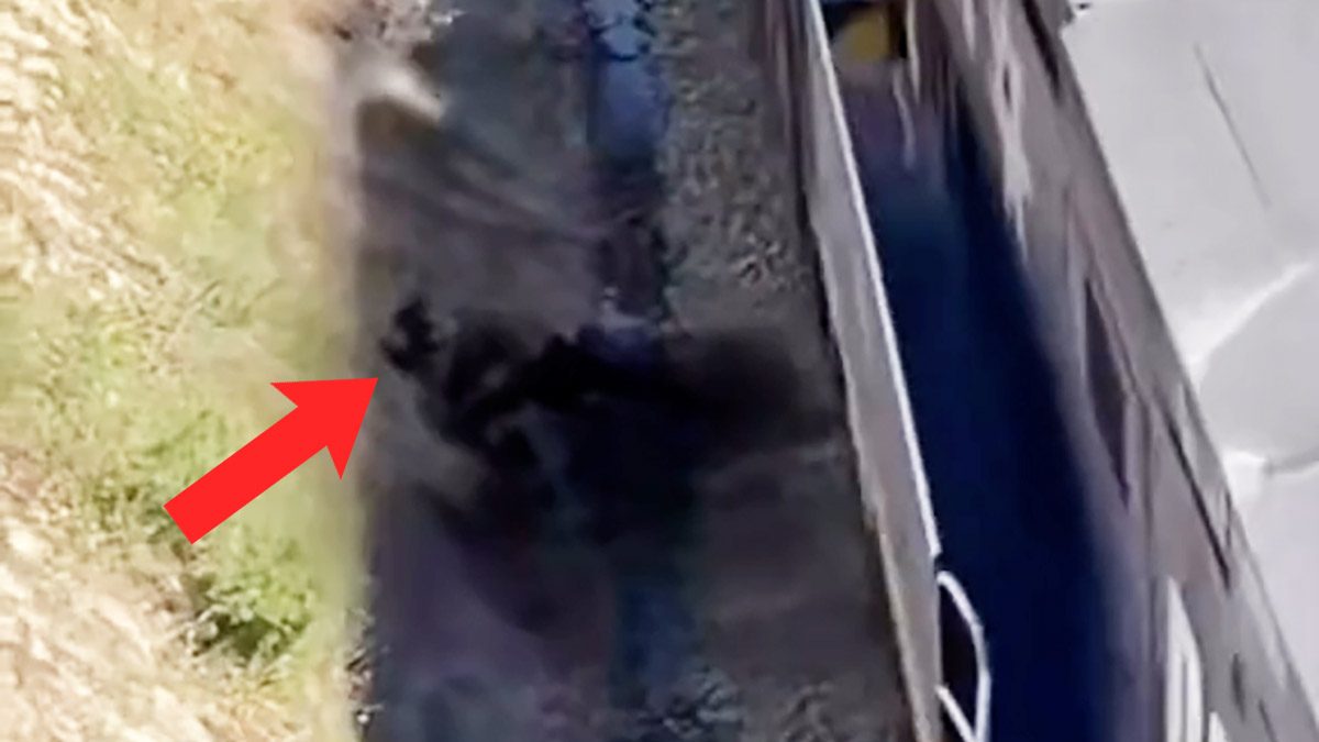Se publicó un video de TikTok que mostraba a un hombre rescatando a un perro atado a las vías del tren el instante antes de que un tren los golpeara a ambos.