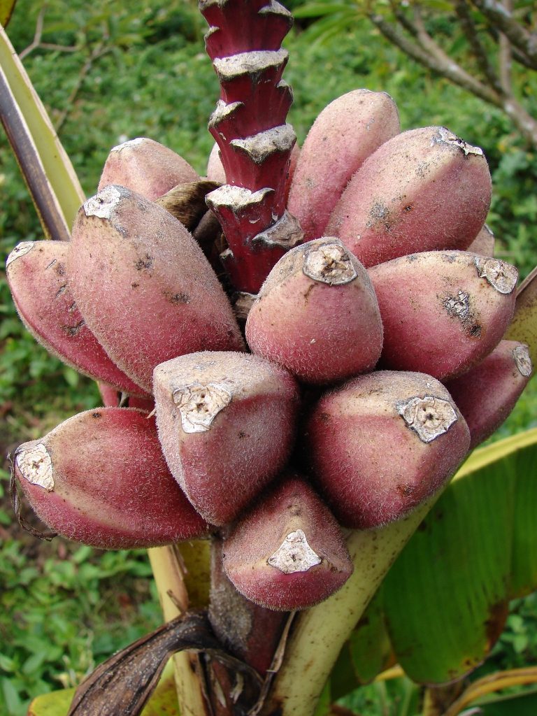 plátano rosa, musa velutina