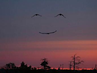 pájaros sonrientes