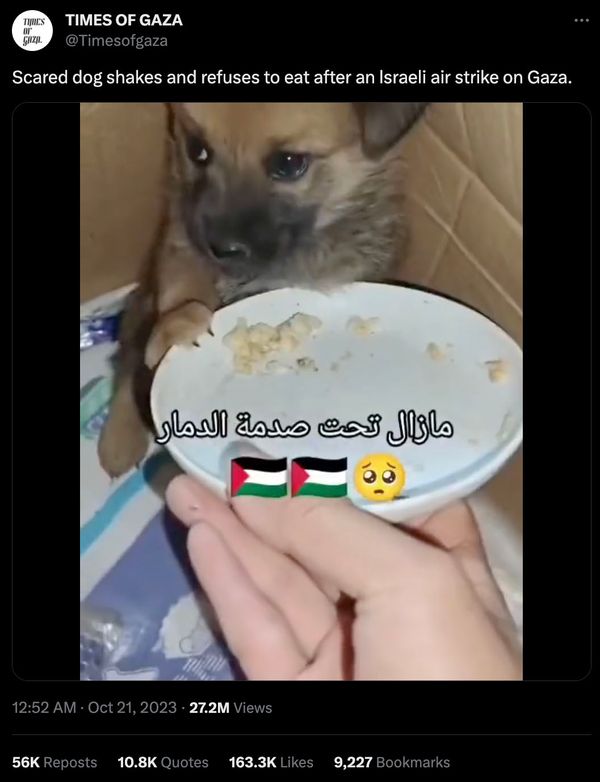 Un vídeo supuestamente mostraba a un cachorro temblando y negándose a comer después de escuchar un ataque aéreo israelí en Gaza.