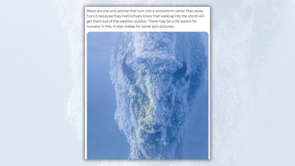La publicación AX muestra un bisonte cubierto de nieve.  La imagen está subtitulada, 
