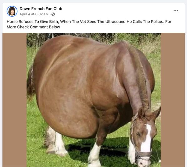 El titular de una historia viral decía: Caballo se niega a dar a luz cuando el veterinario ve el ultrasonido y llama a la policía.